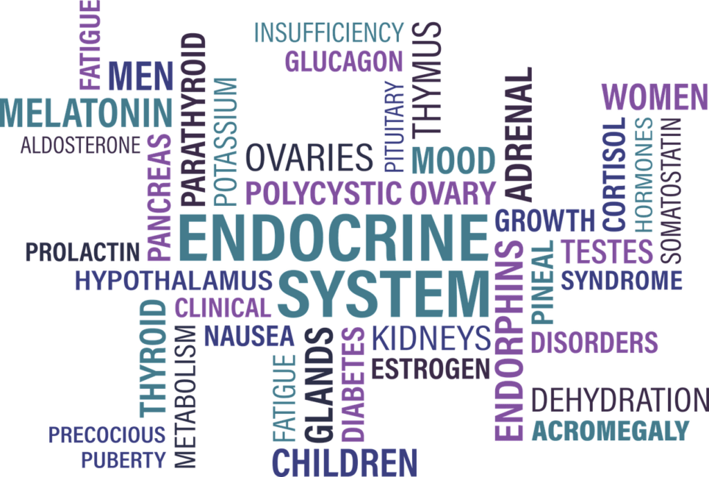 Système endocrinien_santé 