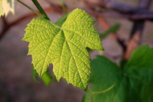 Article : Vitis vinifera : ton fruit, mon plaisir